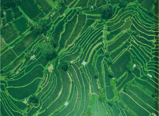Grünes Feld von oben fotografiert